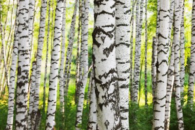 Yaz aylarında güneşli huş ağacı orman