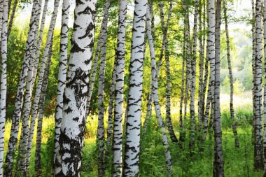 Yaz aylarında güneşli huş ağacı orman