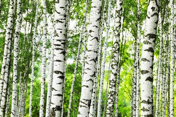 Verano en bosque de abedul soleado — Foto de Stock