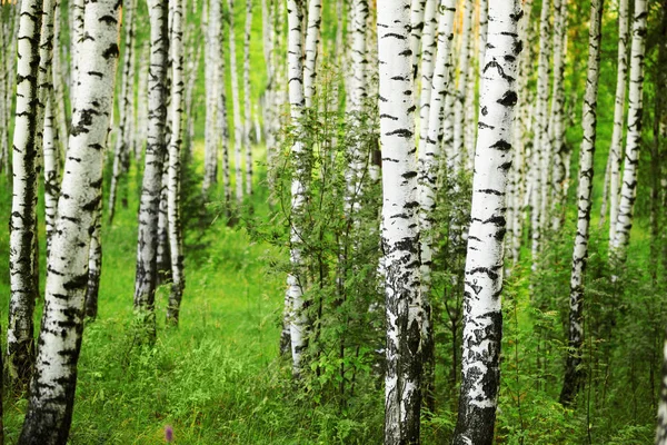 Zomer in zonnige berk bos — Stockfoto