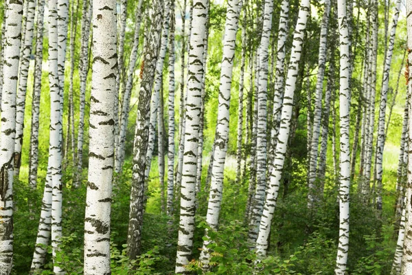 Verão na ensolarada floresta de bétula — Fotografia de Stock