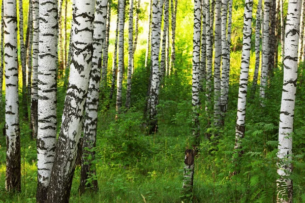 Sommar i soliga björkskogen — Stockfoto