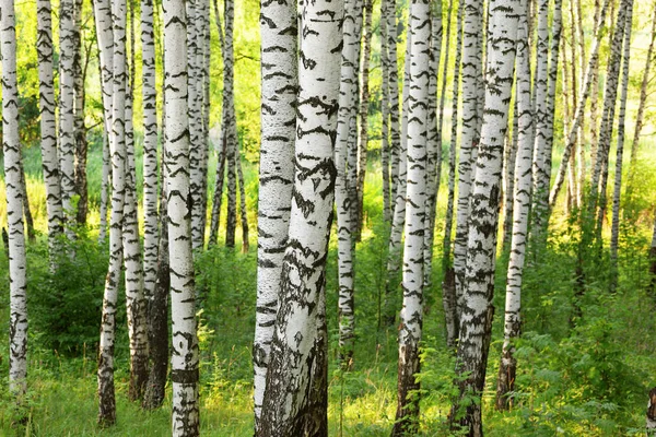 Sommer im sonnigen Birkenwald — Stockfoto