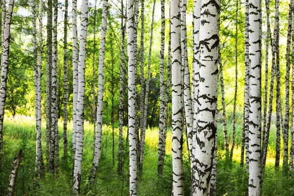 Verão na ensolarada floresta de bétula — Fotografia de Stock