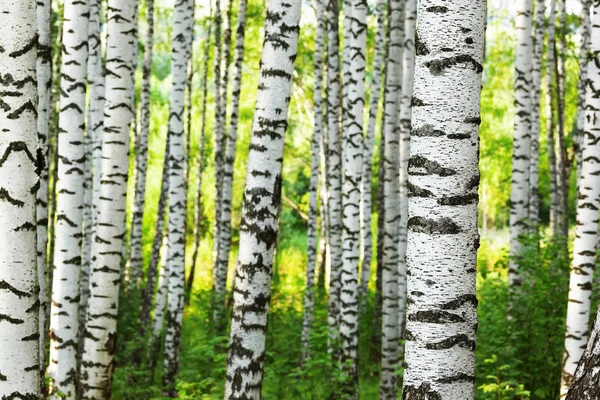 ฤดูร้อนในป่าเบิร์ชแดด — ภาพถ่ายสต็อก