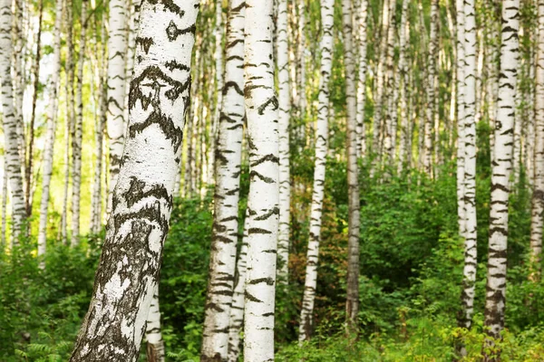 Sommar i soliga björkskogen — Stockfoto