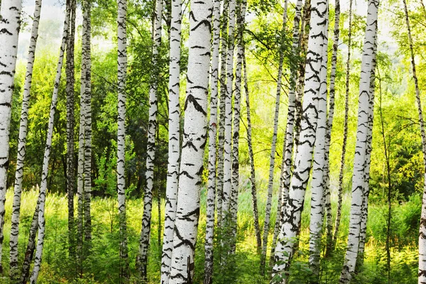 Yaz aylarında güneşli huş ağacı orman — Stok fotoğraf