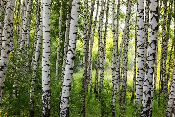 Verão na ensolarada floresta de bétula — Fotografia de Stock