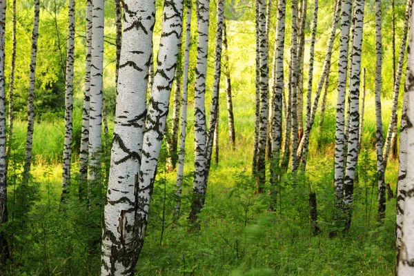 Estate nella soleggiata foresta di betulle — Foto Stock