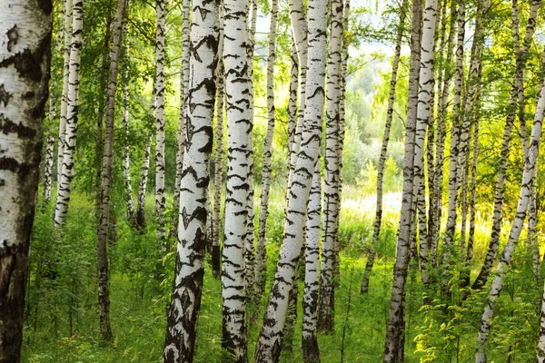 Yaz aylarında güneşli huş ağacı orman
