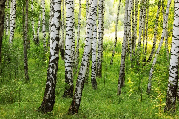 Sommer im sonnigen Birkenwald — Stockfoto