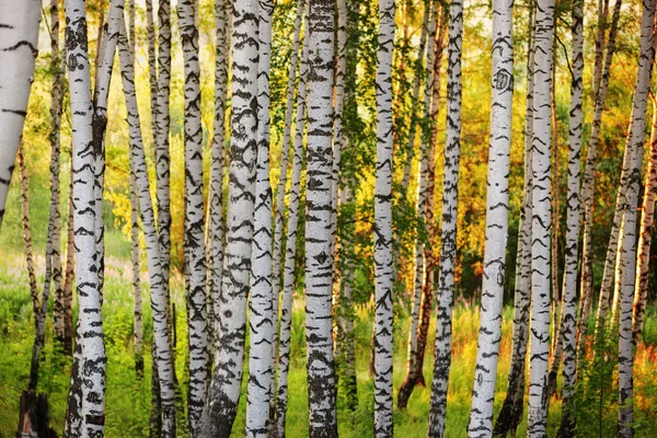 Summer in sunny birch forest — Stock Photo, Image