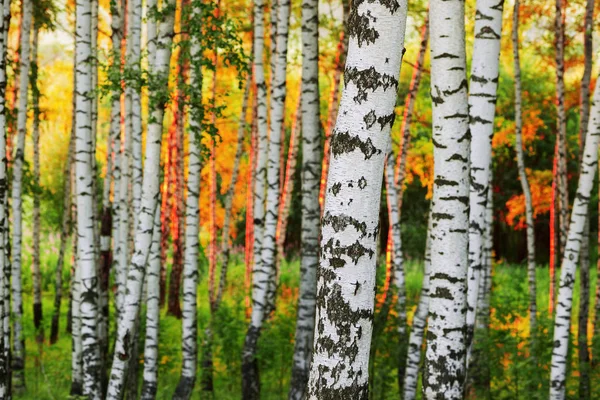 Zomer in zonnige berk bos — Stockfoto