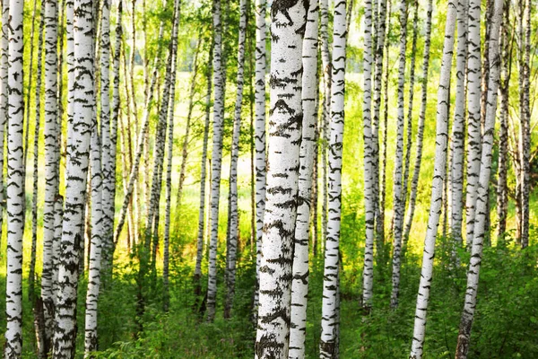 Été dans la forêt de bouleaux ensoleillés — Photo