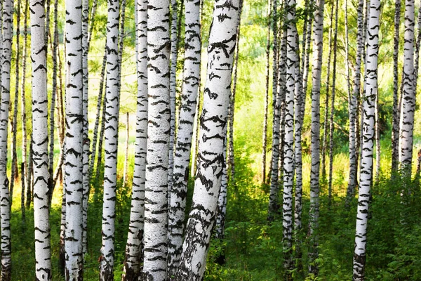 Estate nella soleggiata foresta di betulle — Foto Stock