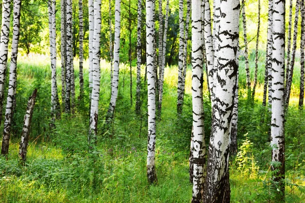 Літо в сонячному березовому лісі — стокове фото