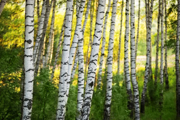 Summer in sunny birch forest — Stock Photo, Image