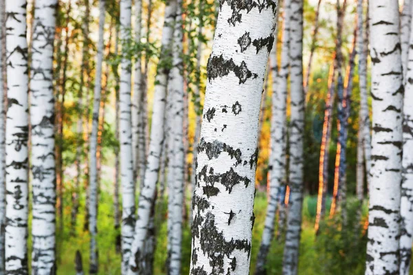 Sommer im sonnigen Birkenwald — Stockfoto