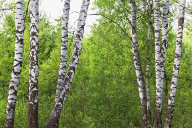 Yaz aylarında güneşli huş ağacı orman