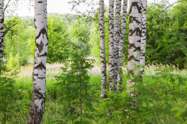 Yaz aylarında güneşli huş ağacı orman