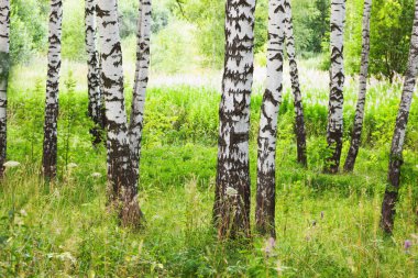 Yaz aylarında güneşli huş ağacı orman