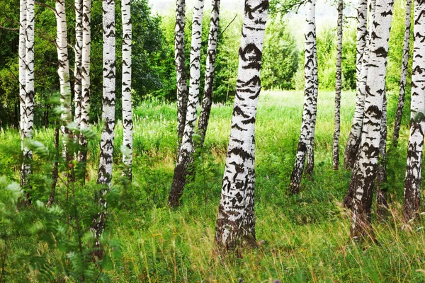 Sommer im sonnigen Birkenwald — Stockfoto