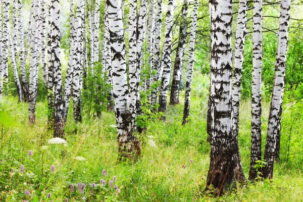 Estate nella soleggiata foresta di betulle — Foto Stock