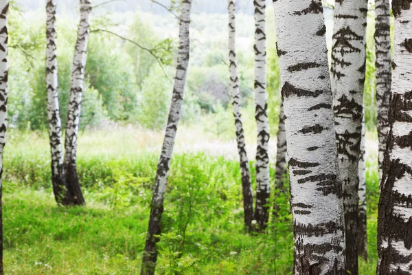 Zomer in zonnige berk bos — Stockfoto