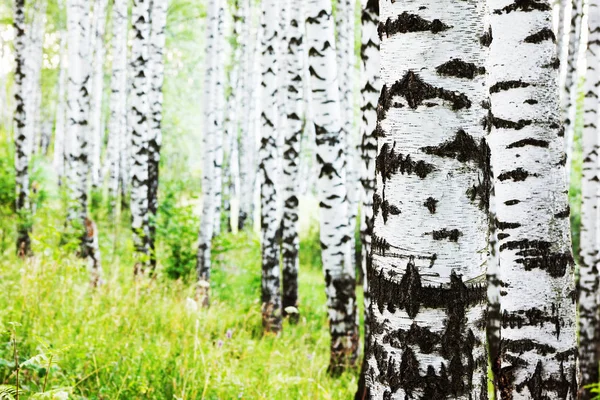 Estate nella soleggiata foresta di betulle — Foto Stock