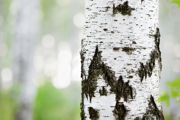 Yaz aylarında güneşli huş ağacı orman