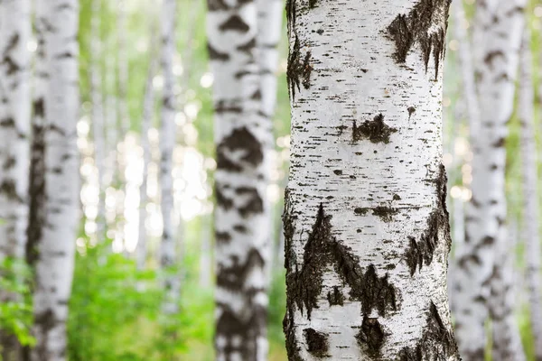 Sommar i soliga björkskogen — Stockfoto