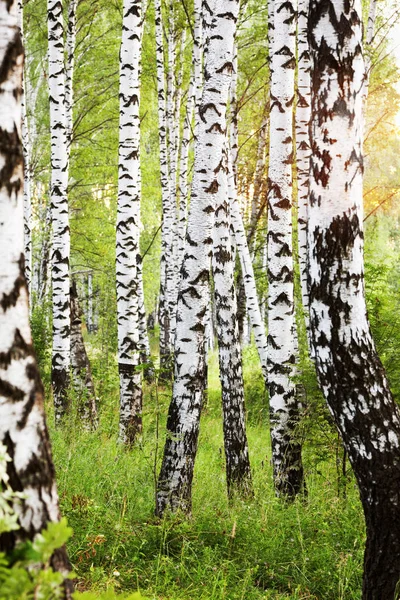 Sommer im sonnigen Birkenwald — Stockfoto