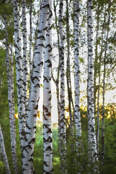 Zomer in zonnige berk bos — Stockfoto