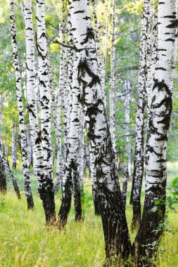 Yaz aylarında güneşli huş ağacı orman