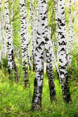 Yaz aylarında güneşli huş ağacı orman
