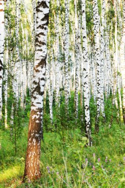 Yaz aylarında güneşli huş ağacı orman