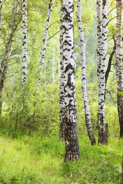 Yaz aylarında güneşli huş ağacı orman