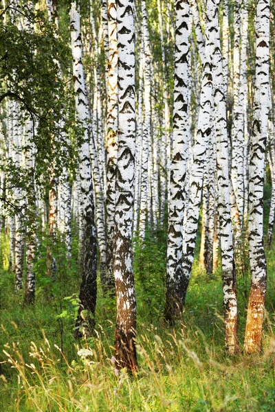 Verão na ensolarada floresta de bétula — Fotografia de Stock