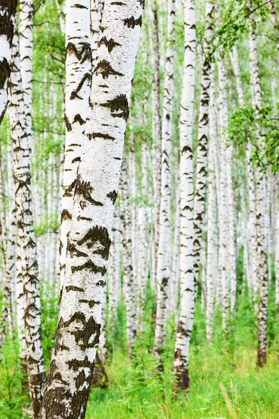 日当たりの良い白樺の森の夏 — ストック写真