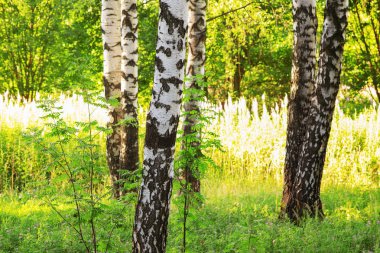 Yaz aylarında güneşli huş ağacı orman