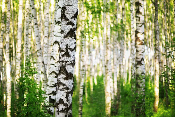 Sommer im sonnigen Birkenwald — Stockfoto