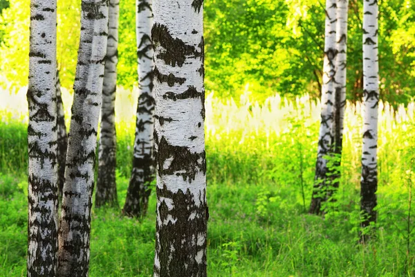 써니 자작나무 숲에서 여름 — 스톡 사진