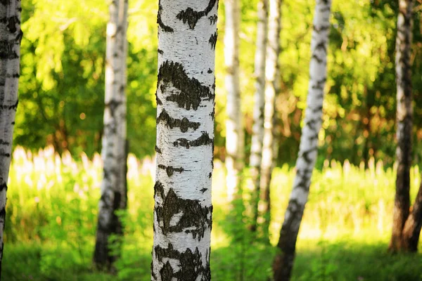 Summer in sunny birch forest — Stock Photo, Image