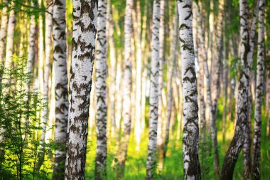 Yaz aylarında güneşli huş ağacı orman