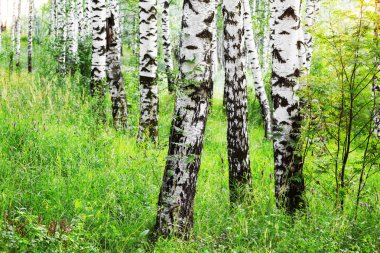 Yaz aylarında güneşli huş ağacı orman