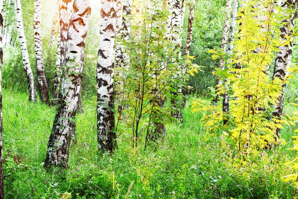 Zomer in zonnige berk bos — Stockfoto