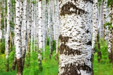 Yaz aylarında güneşli huş ağacı orman