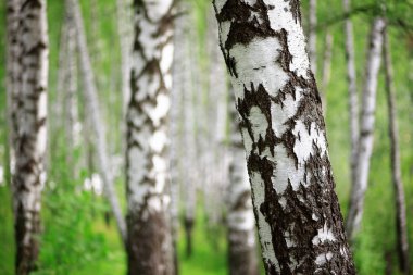 Yaz aylarında güneşli huş ağacı orman