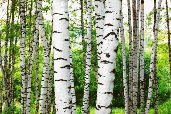 日当たりの良い白樺の森の夏 — ストック写真