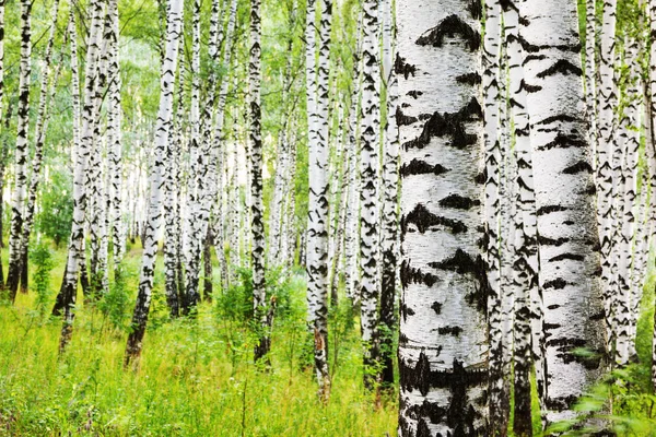 Estate nella soleggiata foresta di betulle — Foto Stock